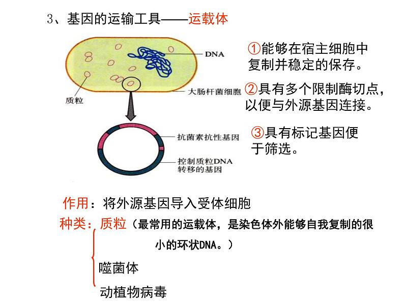 高中生物高考考点精讲16 基因工程、生物技术的安全性与伦理问题(课件)第5页