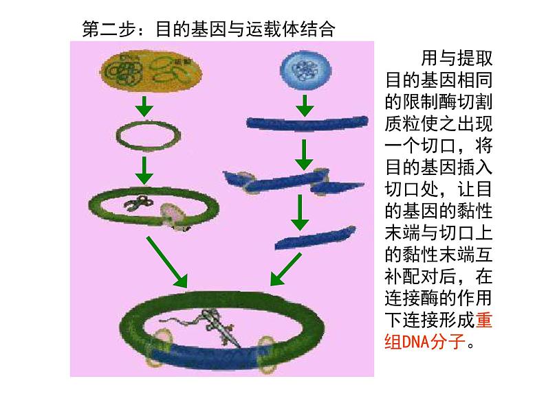 高中生物高考考点精讲16 基因工程、生物技术的安全性与伦理问题(课件)第7页