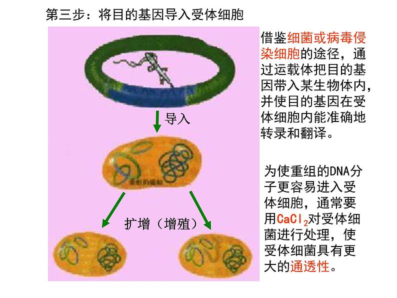 高中生物高考考点精讲16 基因工程、生物技术的安全性与伦理问题(课件)第8页