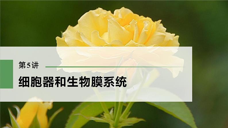 高考生物一轮复习课件+讲义 第2单元 第5讲 细胞器和生物膜系统03