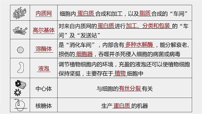 高考生物一轮复习课件+讲义 第2单元 第5讲 细胞器和生物膜系统08