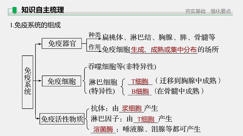 高考生物一轮复习 第8单元 第26讲 免疫调节第7页