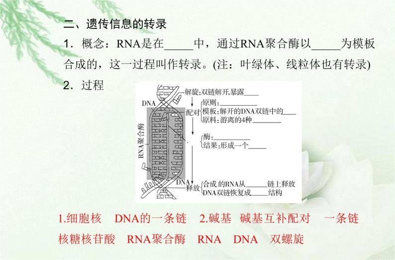 高中生物学业水平合格性考试专题八基因的表达课件05