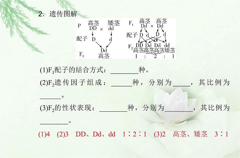 高中生物学业水平合格性考试专题九遗传的基本规律课件第7页