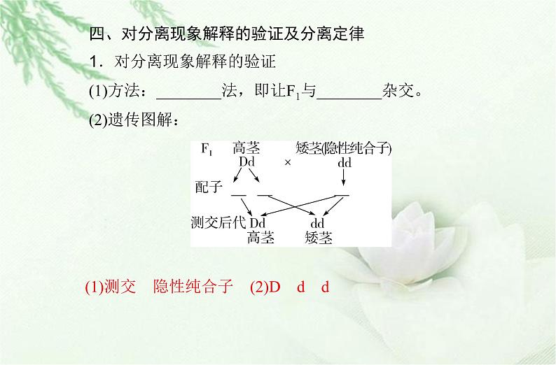 高中生物学业水平合格性考试专题九遗传的基本规律课件第8页