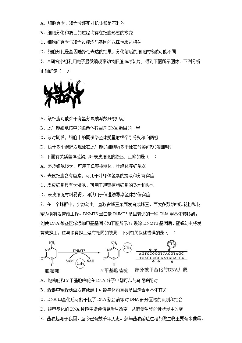 2023届天津市河北区高三第一次模拟考试生物试题(含答案)02