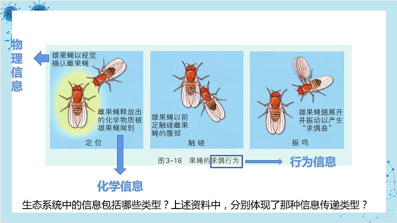 浙科版高中生物选择性必修第二册·第三章- 第五节 生态系统中存在信息传递(课件PPT)第4页