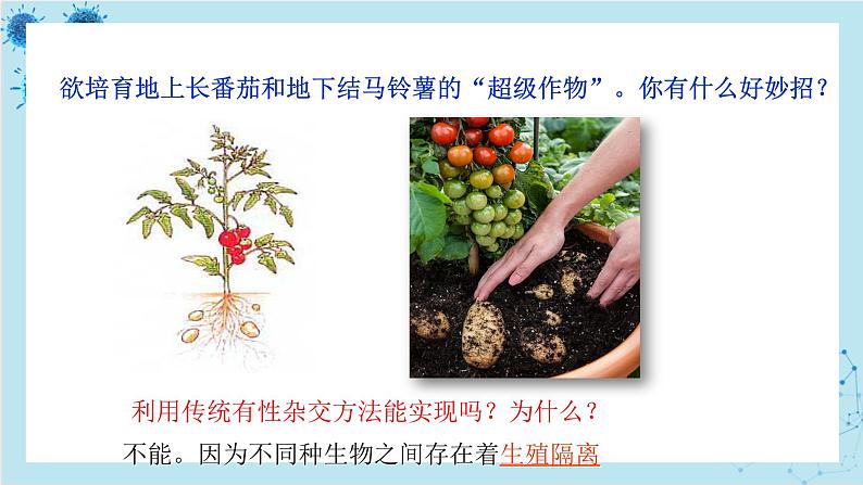 浙科版高中生物选择性必修第三册·第二章- 第二节 通过体细胞杂交可获得新的植物体(课件PPT)第3页