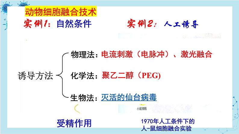 浙科版高中生物选择性必修第三册·第三章- 第三节 通过细胞融合可产生具有新特性的细胞(课件PPT)第3页