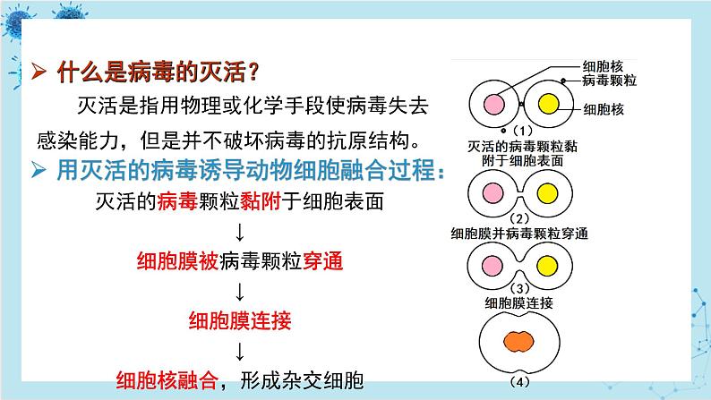 浙科版高中生物选择性必修第三册·第三章- 第三节 通过细胞融合可产生具有新特性的细胞(课件PPT)第4页
