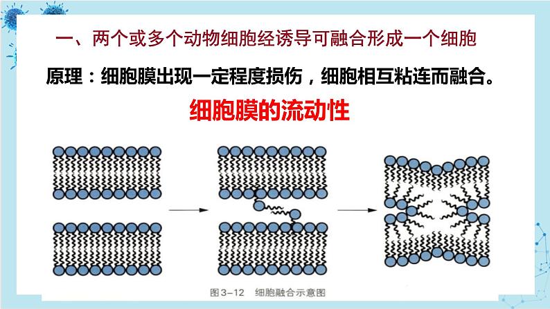 浙科版高中生物选择性必修第三册·第三章- 第三节 通过细胞融合可产生具有新特性的细胞(课件PPT)第5页