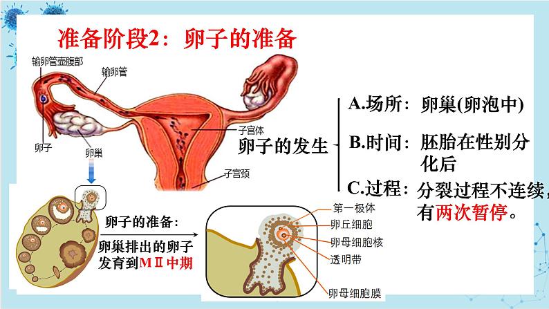 浙科版高中生物选择性必修第三册·第三章- 第四节 课时1 对动物早期胚胎或配子进行处理可获得目标个体(课件PPT)07