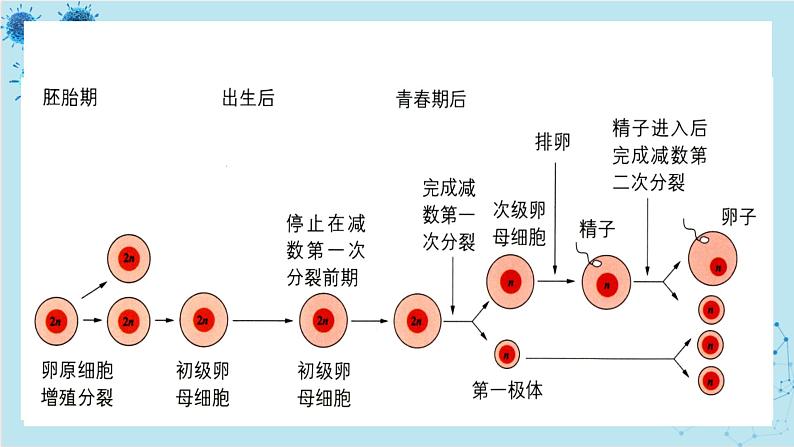 浙科版高中生物选择性必修第三册·第三章- 第四节 课时1 对动物早期胚胎或配子进行处理可获得目标个体(课件PPT)08