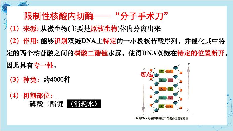 浙科版高中生物选择性必修第三册·第四章- 第一节 课时1 基因工程赋予生物新的遗传特性(课件PPT)05