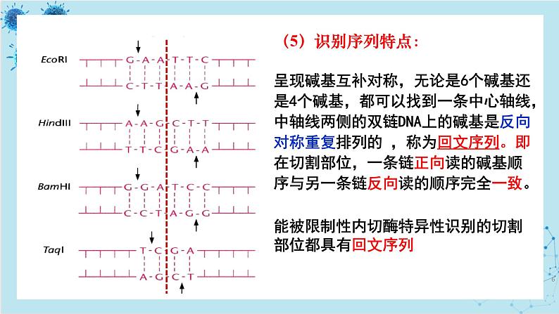 浙科版高中生物选择性必修第三册·第四章- 第一节 课时1 基因工程赋予生物新的遗传特性(课件PPT)06