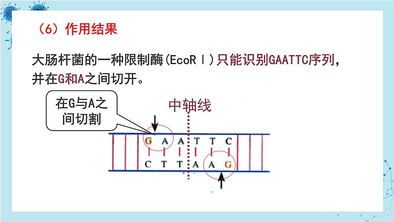 浙科版高中生物选择性必修第三册·第四章- 第一节 课时1 基因工程赋予生物新的遗传特性(课件PPT)07