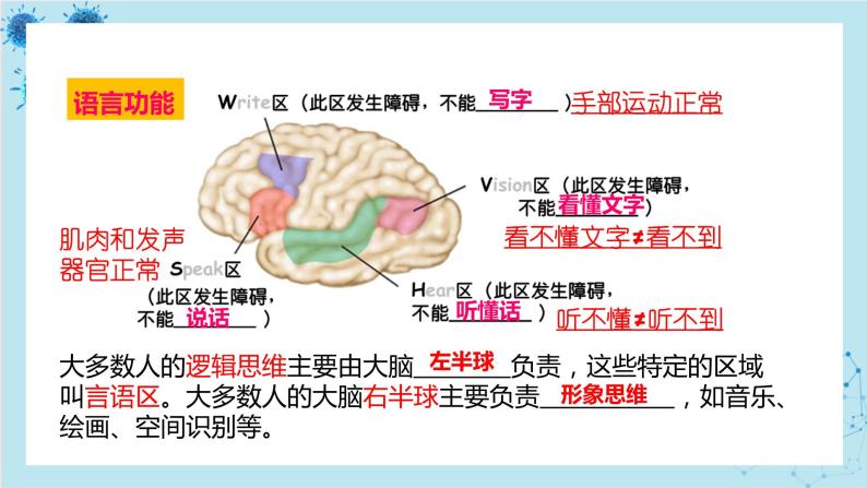 人教版高中生物选择性必修第一册·第2章- 第5节 人脑的高级功能（课件PPT）05