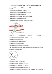 2022-2023学年贵州省高三第三次模拟理综生物试卷（含解析）