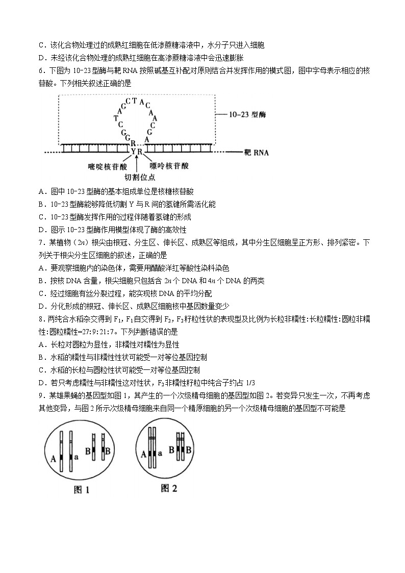 2023届甘肃省白银市靖远县高三上学期开学检测生物试题含解析第2页
