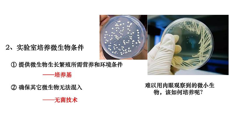 人教版高中生物选择性必修3 1-2-1微生物的基本培养技术课件第3页