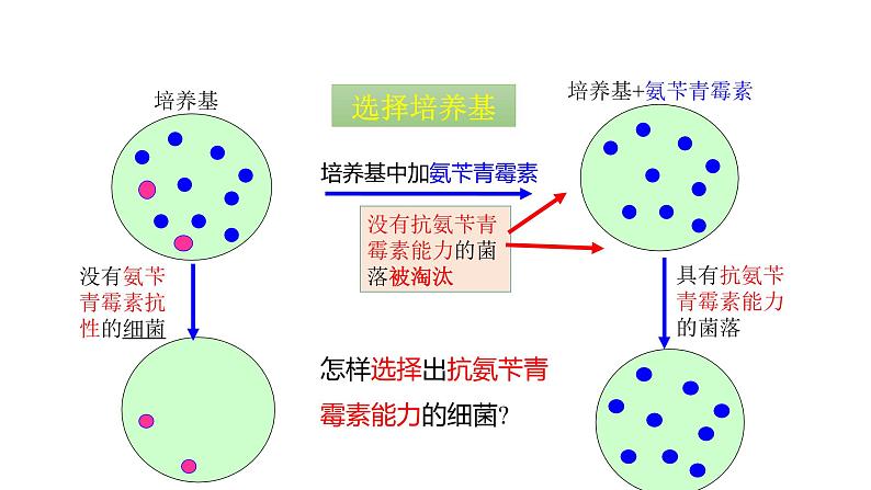 人教版高中生物选择性必修3 1-2-1微生物的基本培养技术课件第6页