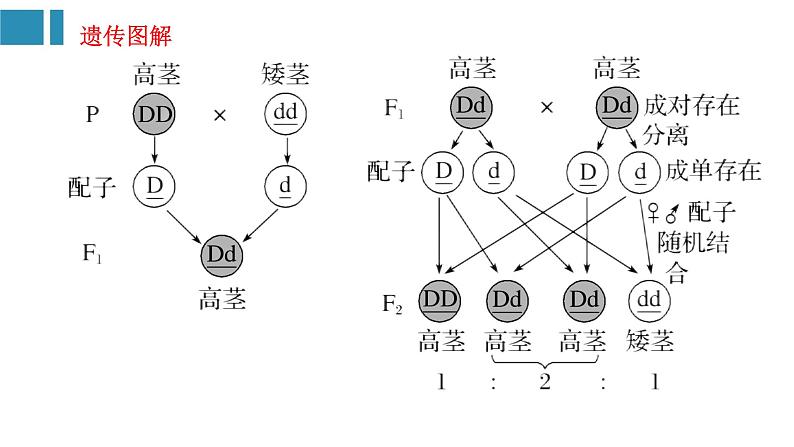 第1章 遗传因子的发现(复习课件)-2022-2023学年高一生物单元复习(人教版2019必修2)第6页