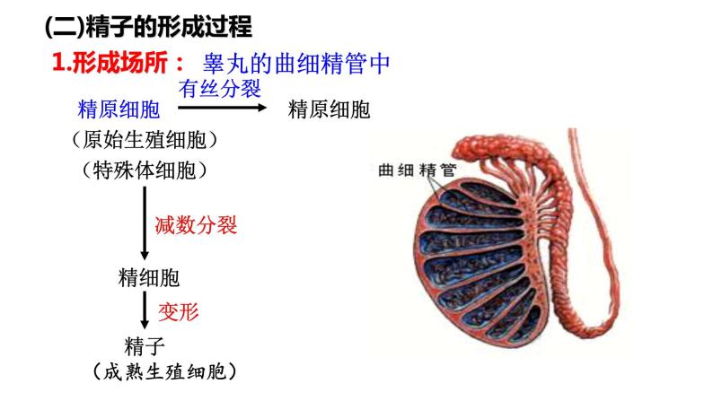 第2章 基因和染色体的关系（复习课件）-2022-2023学年高一生物下学期期中期末考点大串讲05