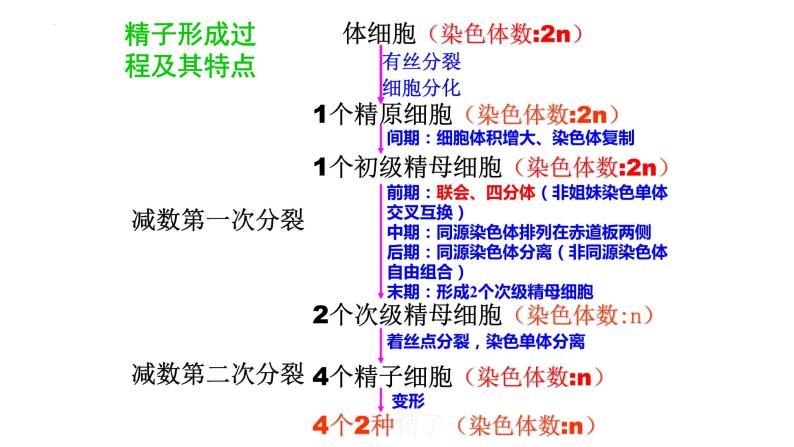 第2章 基因和染色体的关系（复习课件）-2022-2023学年高一生物下学期期中期末考点大串讲06