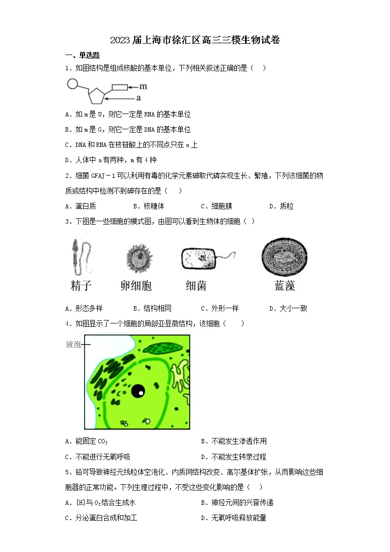 2023届上海市徐汇区高三三模生物试卷（含解析）01