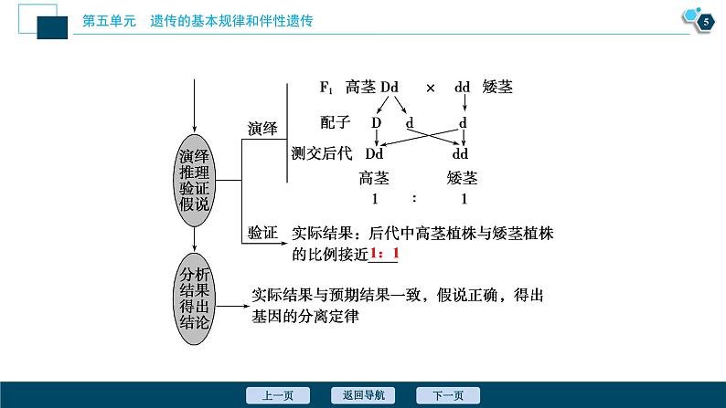 高中生物高考1 第五单元 第14讲 基因的分离定律课件PPT第6页
