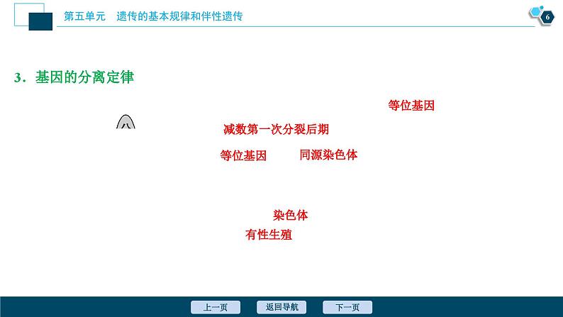 高中生物高考1 第五单元 第14讲 基因的分离定律课件PPT第7页