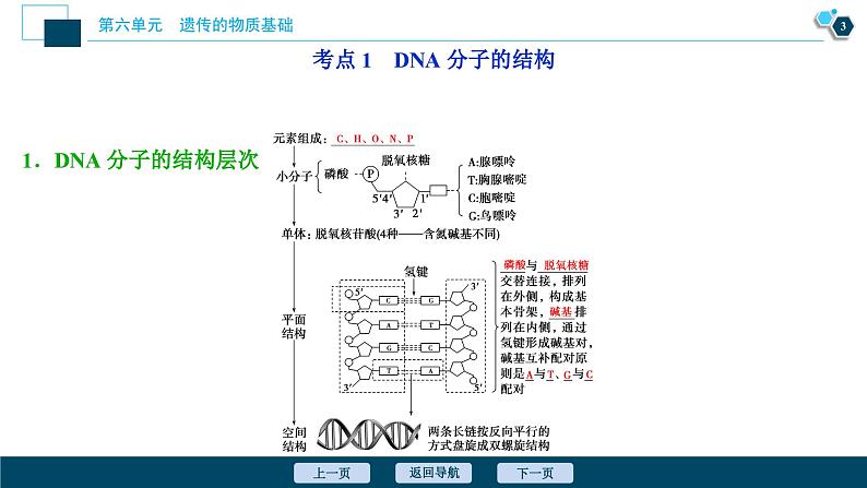 高中生物高考2 第18讲 DNA分子的结构、复制及基因的本质课件PPT第4页