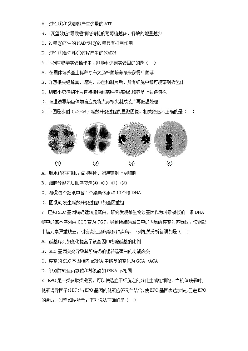 2023届辽宁省实验中学高三第四次模拟考试生物试题(含解析)02