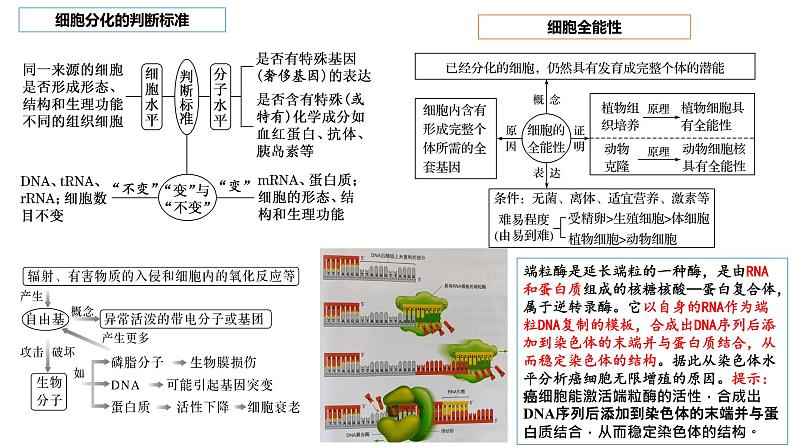 2023届高三生物复习课件04 细胞的分化、衰老、凋亡第2页