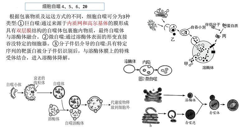 2023届高三生物复习课件04 细胞的分化、衰老、凋亡第4页