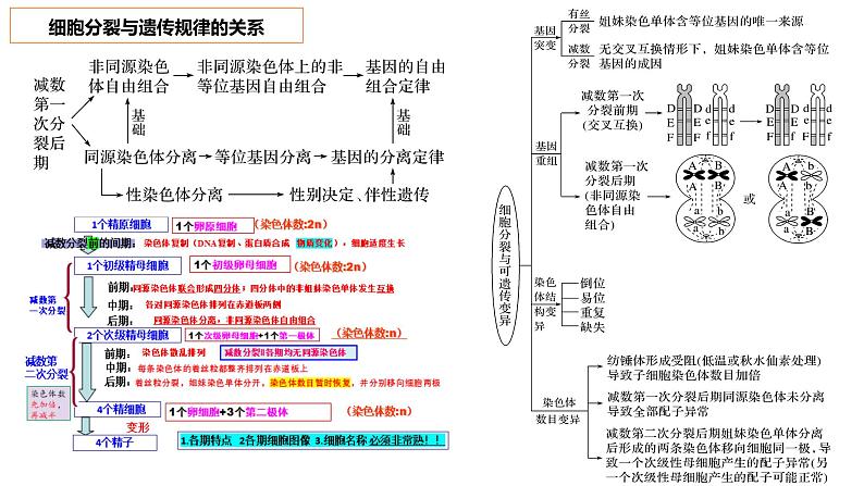 2023届高三生物复习课件04 细胞的分化、衰老、凋亡第7页