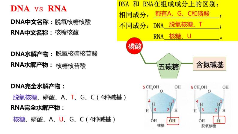 2023届高三生物复习课件 核酸是遗传信息的携带者04