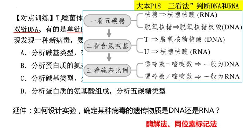 2023届高三生物复习课件 核酸是遗传信息的携带者05