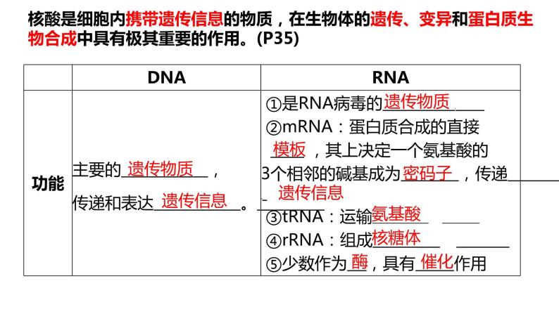 2023届高三生物复习课件 核酸是遗传信息的携带者08