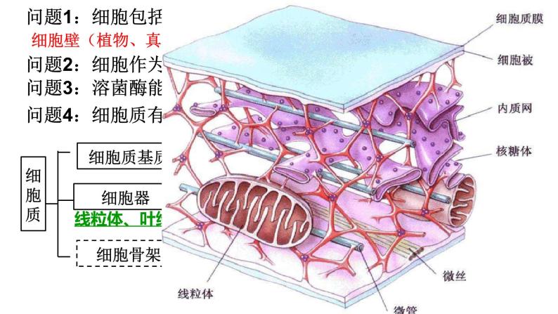 2023届高三复习生物：细胞器和生物膜系统课件02