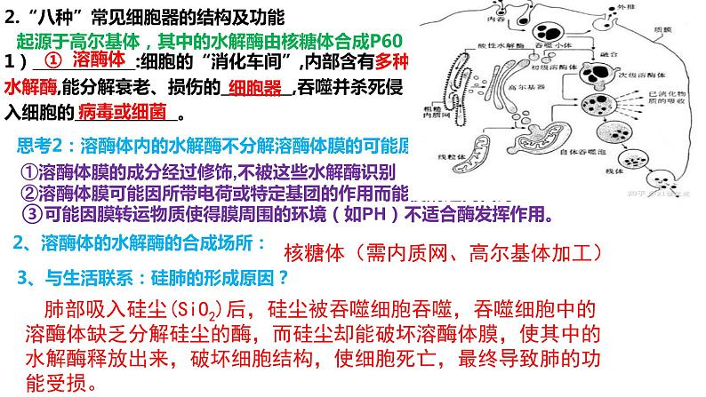 2023届高三复习生物:细胞器和生物膜系统课件第5页