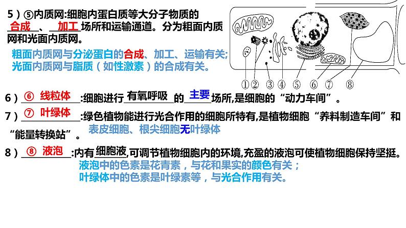 2023届高三复习生物:细胞器和生物膜系统课件第7页