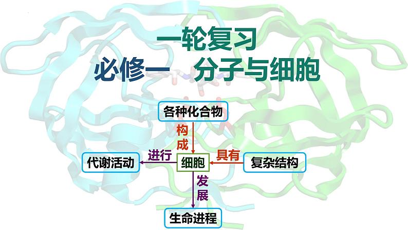 2024届高三生物复习课件第7讲 酶和ATP第1页