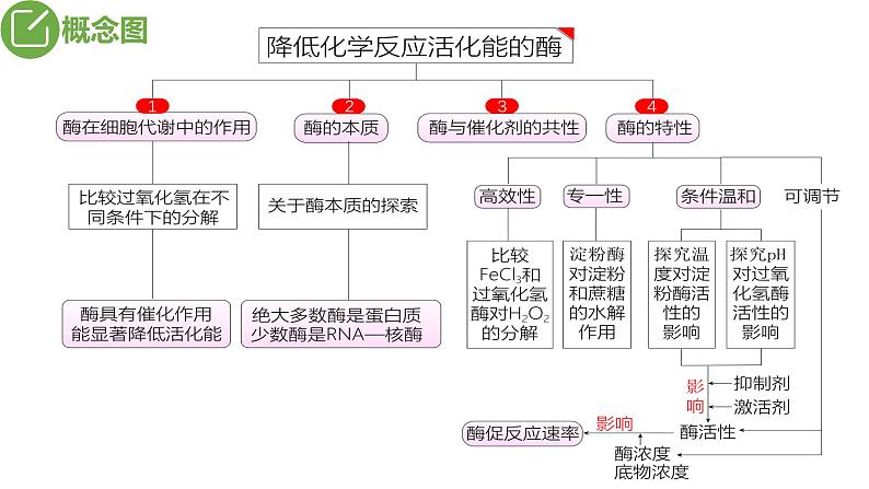 2024届高三生物复习课件第7讲 酶和ATP第4页
