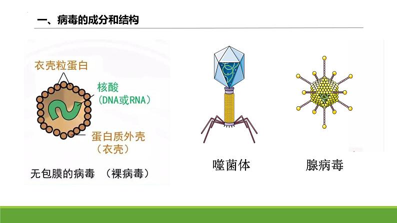 2024届高三复习生物:病毒课件第3页
