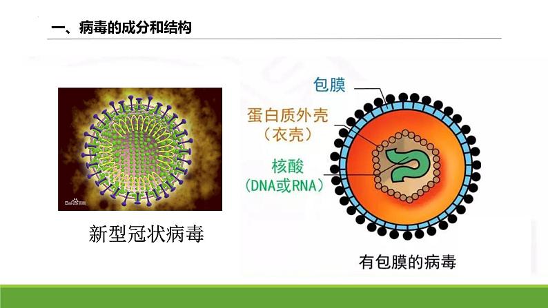 2024届高三复习生物:病毒课件第4页