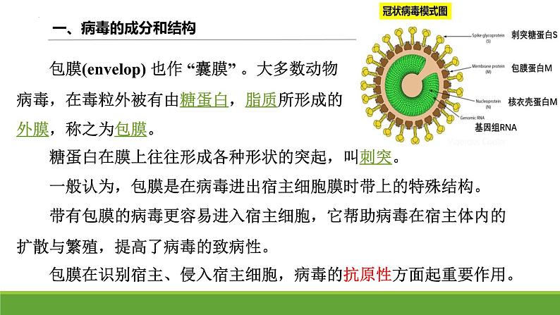 2024届高三复习生物:病毒课件第5页
