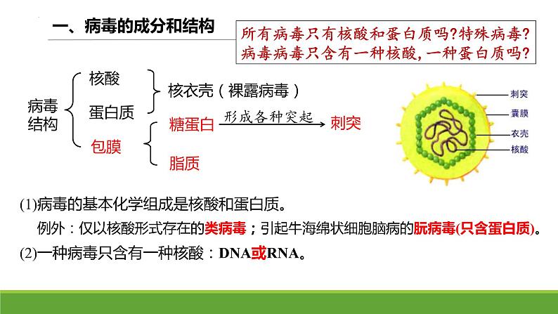 2024届高三复习生物:病毒课件第6页