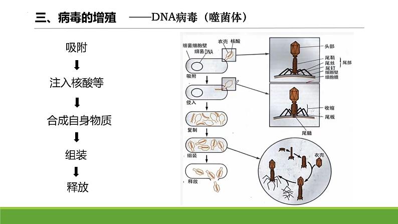 2024届高三复习生物:病毒课件第8页