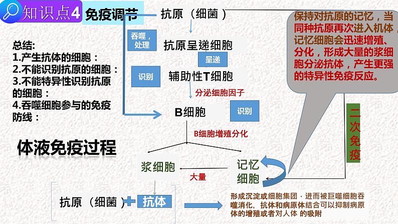 2022届高三生物二轮复习课件 专题十 内环境稳态及免疫调节第8页